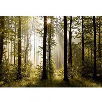 Décor Mural Forêt Matinale – 360x254 cm