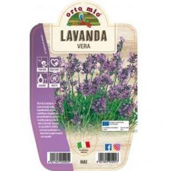 Vaso di Lavanda Vera 14 cm – Ortomio
