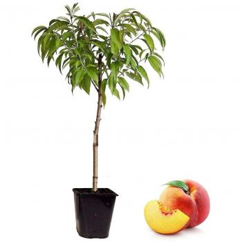 Pfirsichbaum 'Bonanza'
