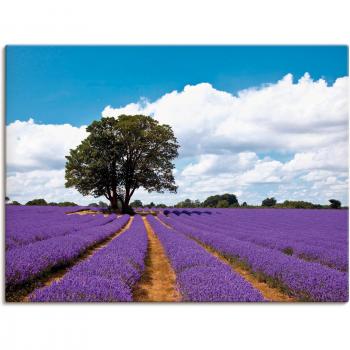 Artland Wandbild »Lavendelwiese im Sommer«