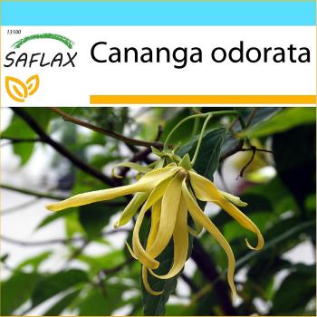 Saflax