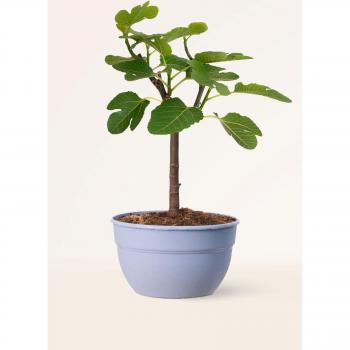 Higuera natural, altura 40-50 cm, para exterior