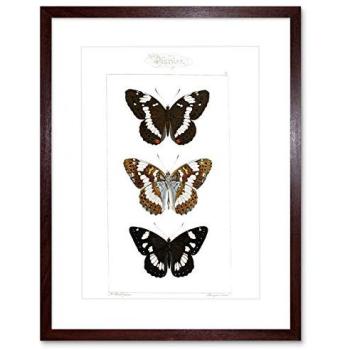 Ebon Butterfly Portrait – 9 x 7 Framed Artwork
