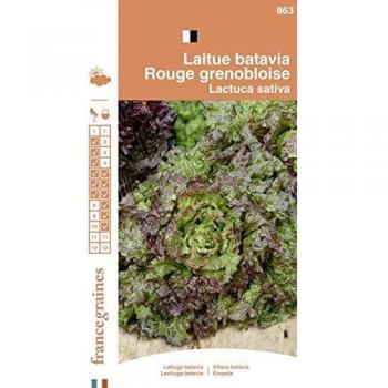 Laitue Grenobloise Batavia Rouge
