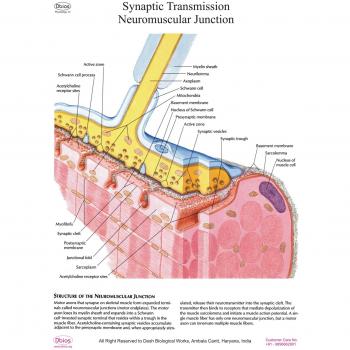 Neuromuscular Junction Learning Display – Digital Wall Graphic