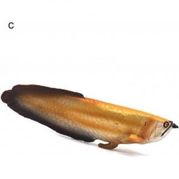 Lernmodell: Chinesischer Arowana Fisch