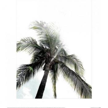 Poster Heather Johnston: Palme di Panama 30 cm
