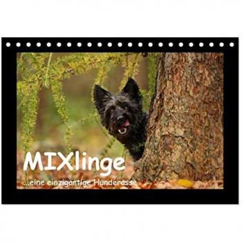 MIXlinge (Tischkalender 2025 DIN A5 quer) CALVENDO Monatskalender