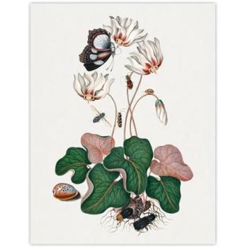 Butterfly Beetle & Shell Decor Poster – 12x16 in., White Finish