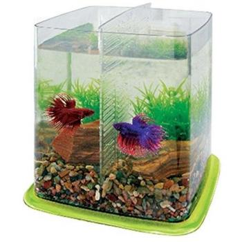 Bettera Betta Battle Paradise ICA PT073C Verde