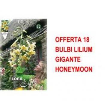 Honeymoon Lilium: 18 Bulbi Autunnali in Promozione