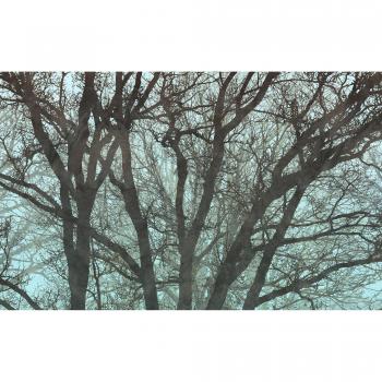Komar Digitaldruck‑Vlies „Whispering Woods“ 400 × 250 cm – Schlafzimmer‑Edition