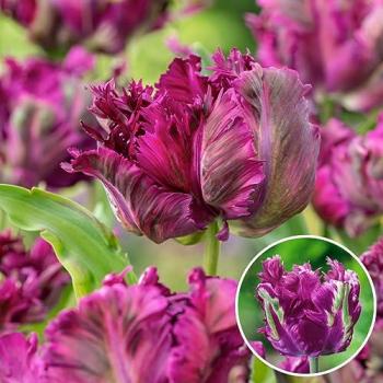 Bulbos Tulipa Parrot Negras Púrpura x15