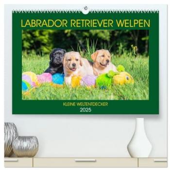 Labrador Retriever Welpen