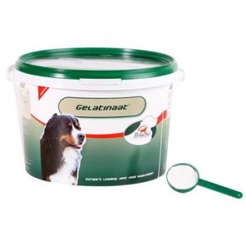 Gelatinaat hond