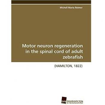 Motor neuron regeneration in the spinal cord of adult zebrafish: