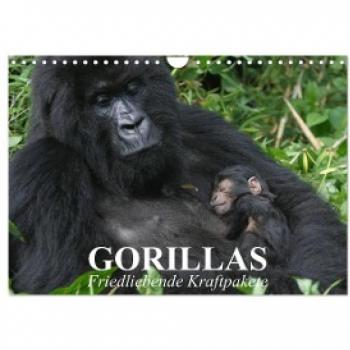 Gorillas. Friedliebende Kraftpakete (Wandkalender 2024 DIN A4 quer) CALVENDO Monatskalender