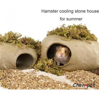 Guinea Pig Cooling Stone House
