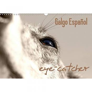 Galgo eye-catcher