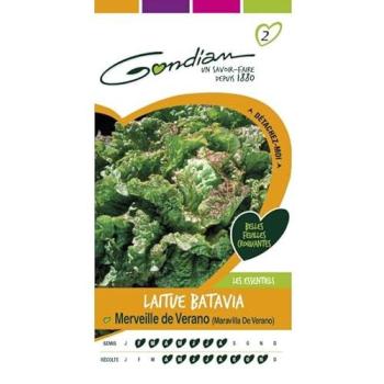 Gondian Laitue Batavia Merveille De Verano