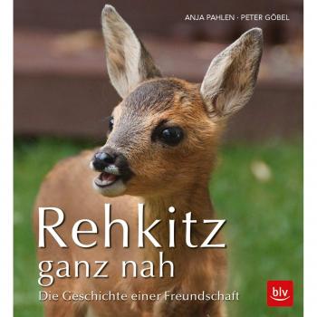 Rehkitz ganz nah