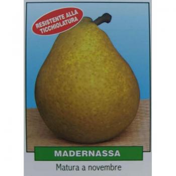 Pera Madernassa – Pera da Coltivare 3 Anni