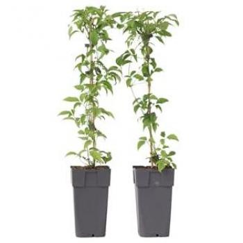 FloraStore Clematis Grandiflora – Paquet de Deux