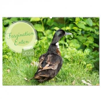 Faszination Enten (Wandkalender 2025 DIN A2 quer) CALVENDO Monatskalender