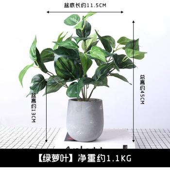 Plante de bureau en pot transparent
