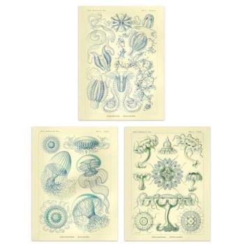 Aqua Bloom Trio – Haeckel Vintage Wall Posters