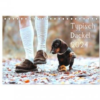 Typisch Dackel 2024 (Tischkalender 2024 DIN A5 quer) CALVENDO Monatskalender