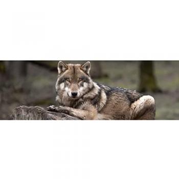 Peinture Imprimée Loup Gris 30x97 cm