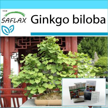 Bonsai