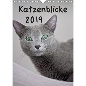 Katzenblicke 2019