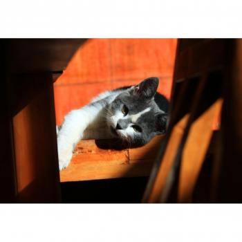 Grafika Kids Kätzchen Puzzle 12 Teile