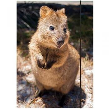 DIN A3 Zeichenmappe Quokka