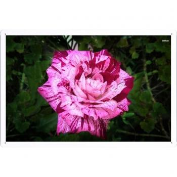 Cartel metálico Hamgaacaan White Rose With Red Splash para pared