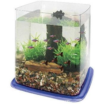 Betta Battle Paradise Aquarium ICA Bleu