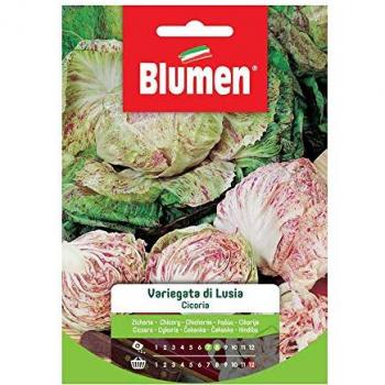 Semi di Cicoria Variegata di Lusia Blumen