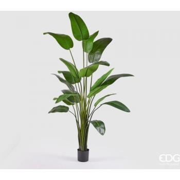 Strelitzia Fiori Esotici in Vaso H. 260 cm