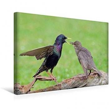 Premium Canvas 45 × 30 cm (Quer) – Lutz Klapp Edition