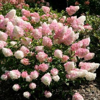 Plant Theory: Vanilla Strawberry Hydrangea Paniculata, 2‑L Outdoor Pot (Green)