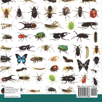 Baby: Spiders, Ticks, Mites, Scorpions and More | Insects for Kids