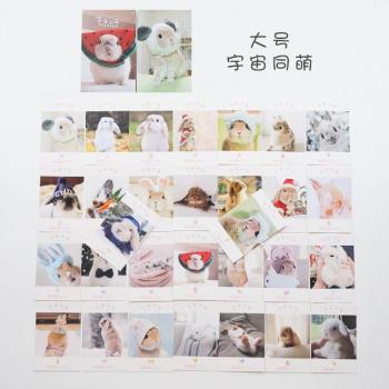 Birthday Bunny Rabbit Letter Envelope Cards