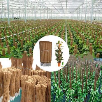 50cm Garden Coir Support Stick