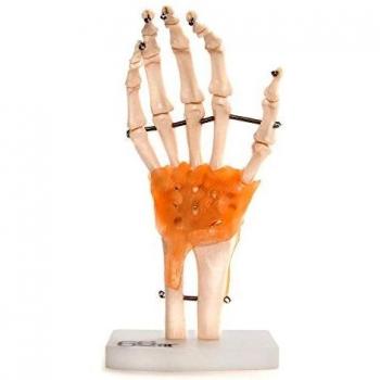 Anatomical Hand Joint Replica with Ligaments – 66Fit Medical Training Aid