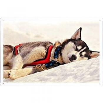Cartel de Placa Husky Muzzle Descanso