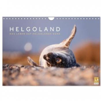 Wandkalender 2024 Leben auf der Düne Helgolands