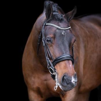 Imperial Riding Combined Bridle with Noseband – Athena Edition