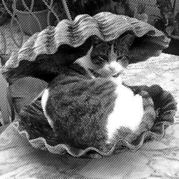 Purr